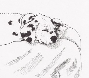 Dotty the Dalmation